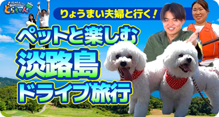 【愛犬とドライブ旅行】淡路島のワンちゃんも楽しめるスポットを徹底紹介！（犬好き阪神高速社員オススメ）